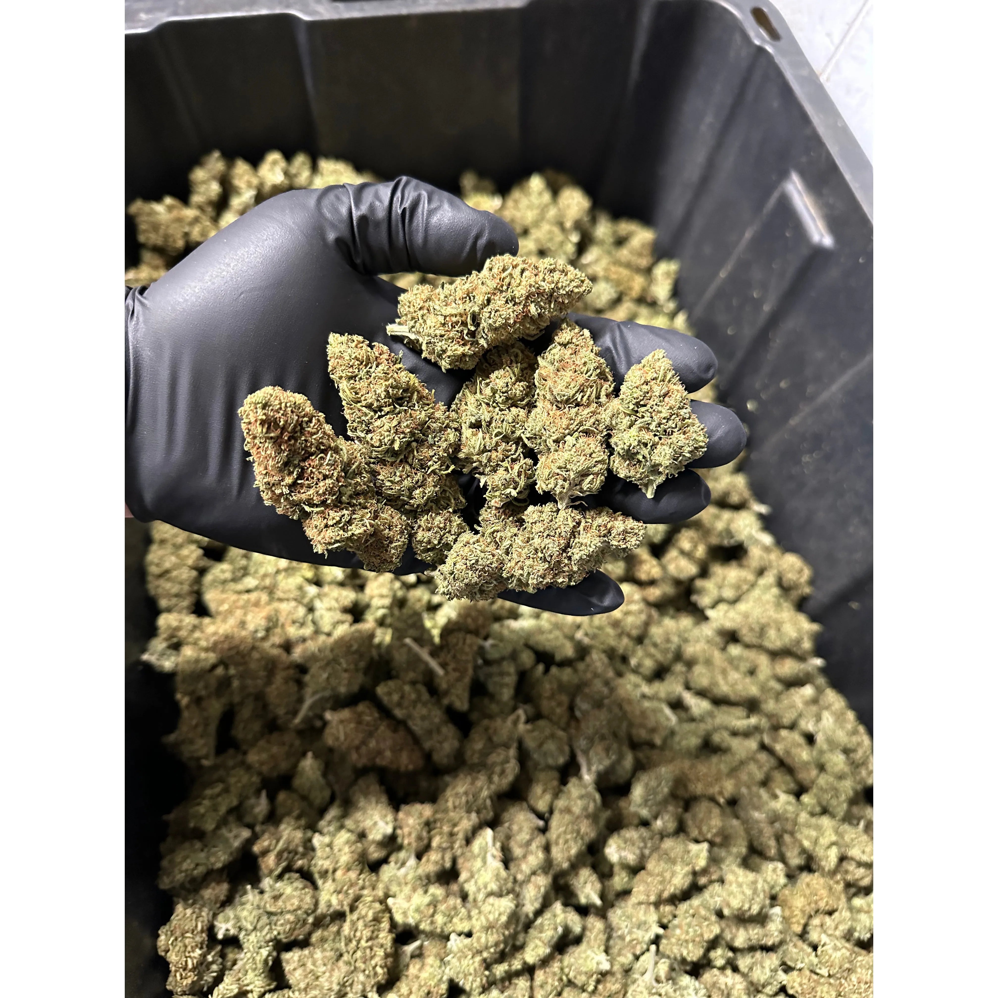 Cake Berry Hemp Flower